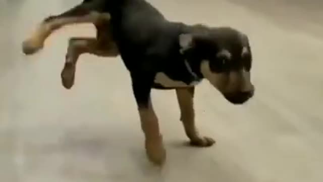 Dog_Dance_😂🤣_||_Photo_khich_meri_||_Funny_Dog_||_Animal__||_#funnydog_#shortvideo(720p)