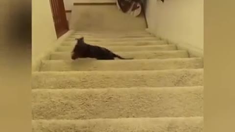 Dog learns how to take the stairs