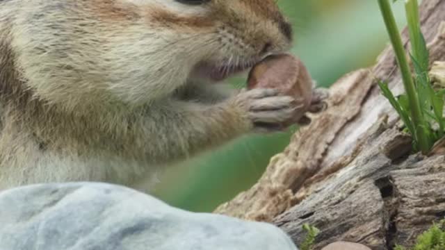 How sweet it is for squirrels to eat hazelnuts!