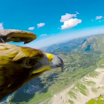 Eagle Flying With A Camera Attached