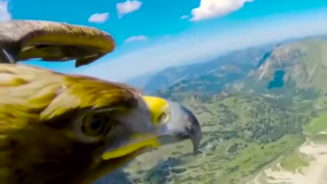 Eagle Flying With A Camera Attached