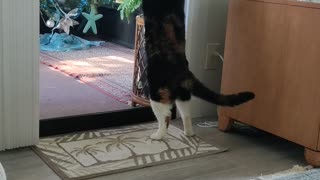 Kitty wants to go outside