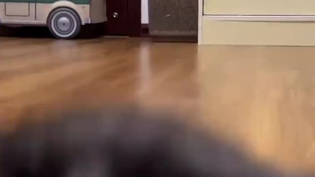 Such a cute kitten, who wouldn't love it?