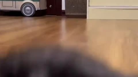 Such a cute kitten, who wouldn't love it?