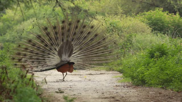 Aww Animals! awa peacock video dance for baby.