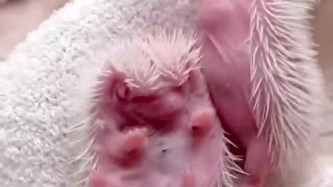 😍 Cute and Funny 😜 Moments with Hedgehogs 🦔 Compilation 🥰 Милые и Смешные 😃 Моменты с Ежами 🦔