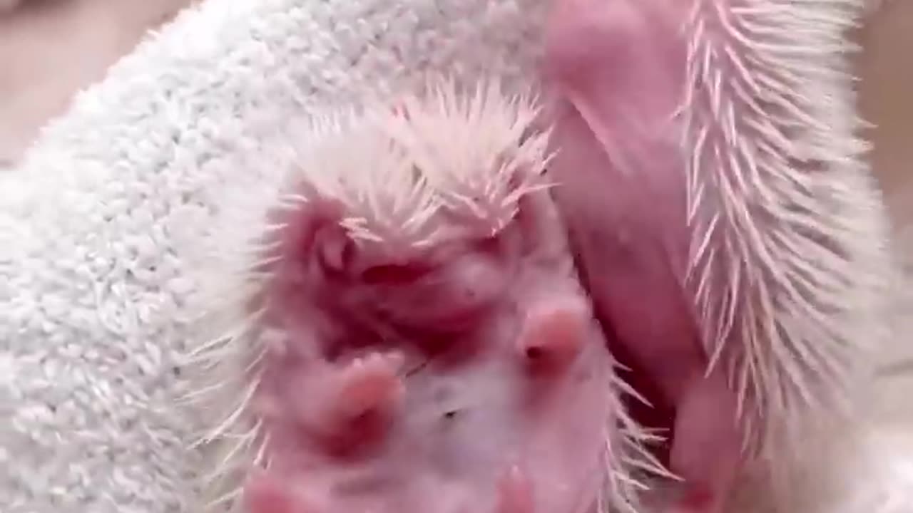 😍 Cute and Funny 😜 Moments with Hedgehogs 🦔 Compilation 🥰 Милые и Смешные 😃 Моменты с Ежами 🦔