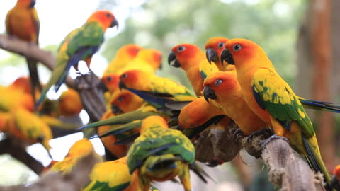 What a beautiful wonderful bird