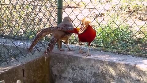 Birds Funny Fails - Funny Birds Video-2022