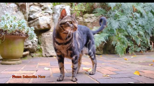 Funny Cats ✪ Cute and Baby Cats Videos Compilation(1080P_HD)