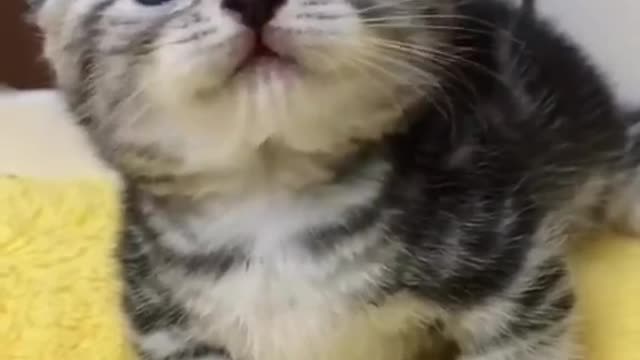 Funny baby animals videos - 15