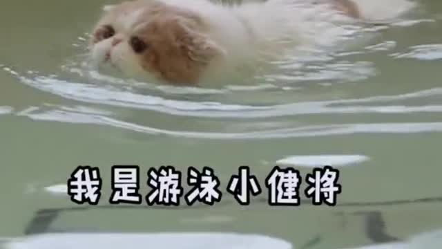 swimming cat?