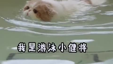 swimming cat?