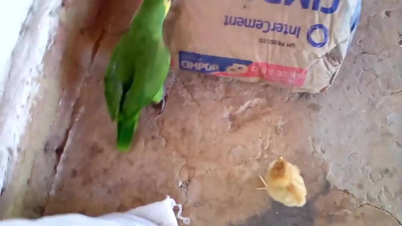 The chick fighting with the parrot