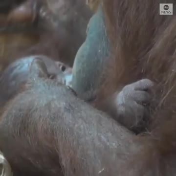 Baby orangutan born at Oregon Zoo