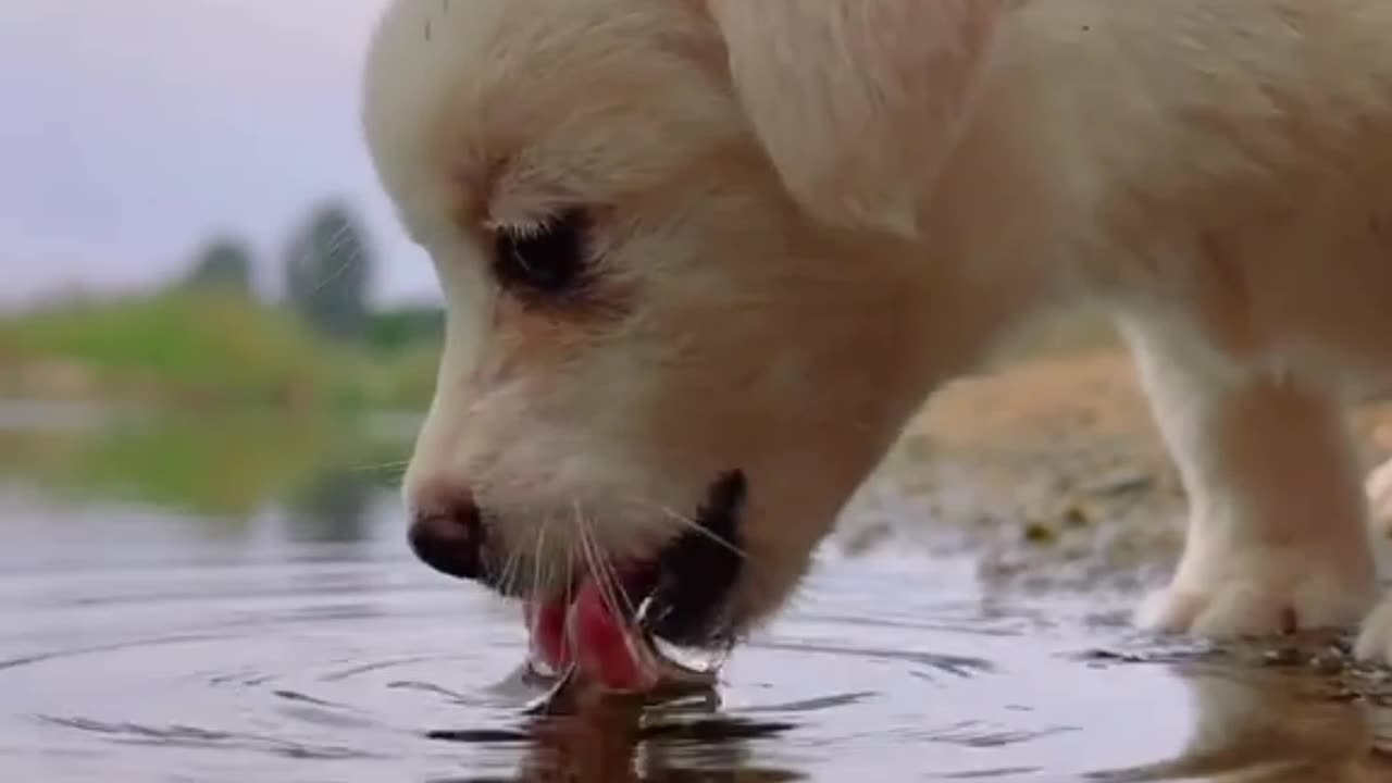 Funny best puppy🐶🐶🐻