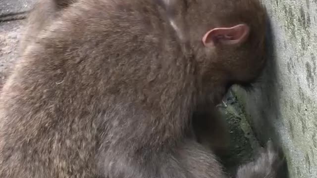 Monkey drinking water