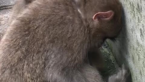 Monkey drinking water