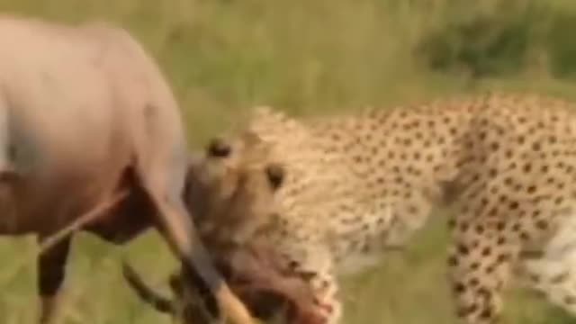 Cheetah hunting video | part 2 | animal hunting