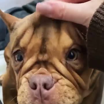 🤣 This puppy's character changes very quickly 🤣