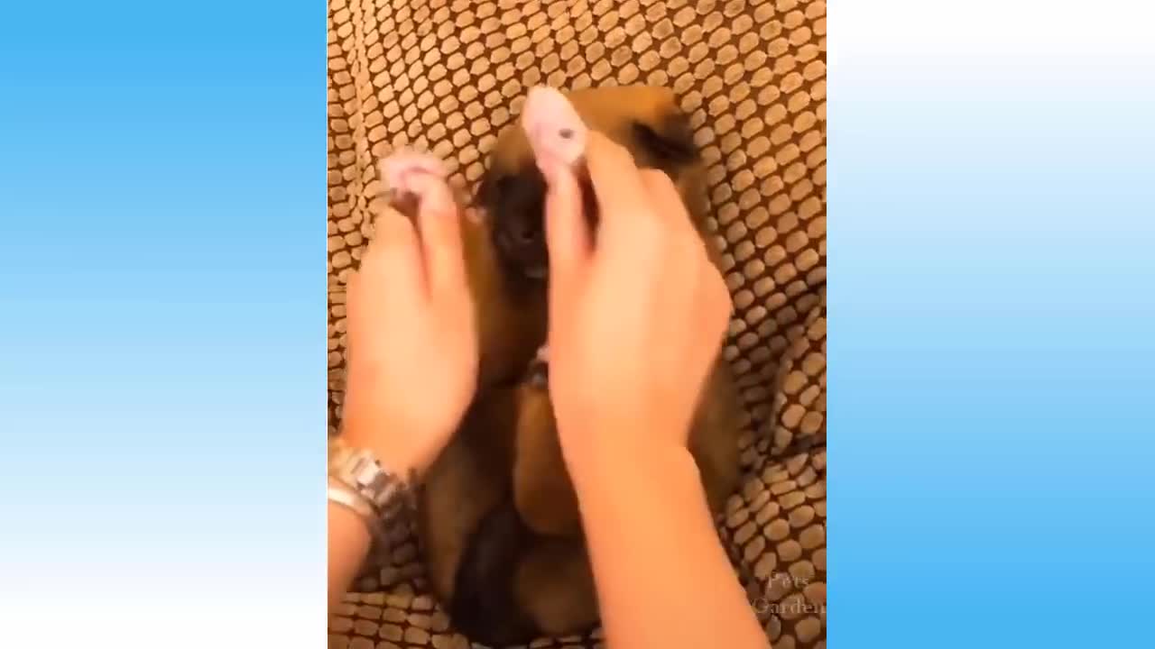CAT FUNNIEST VIDEO