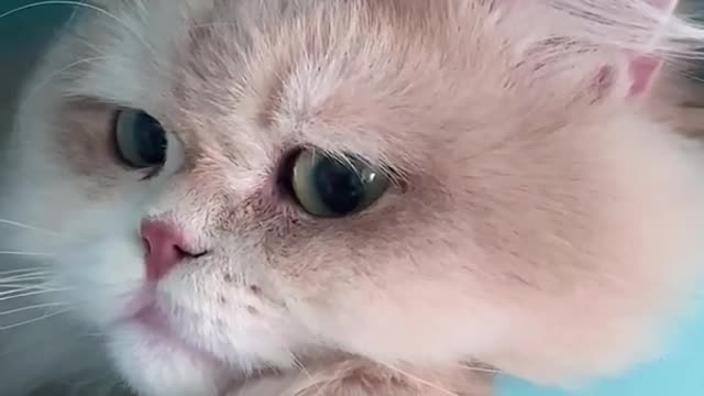 World's cutest baby Cat 😸🥰❣️