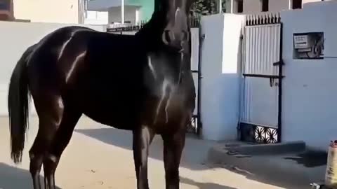 Indian horse 🐴🐴