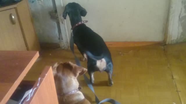 Dogs really want to walk
