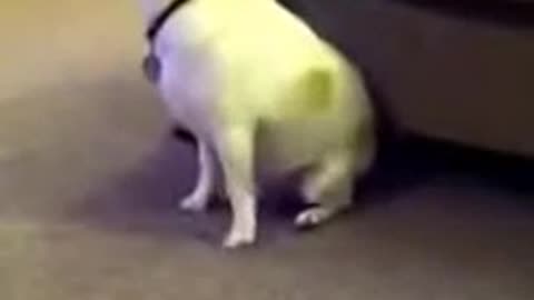 funny dog dancing really FUNNY