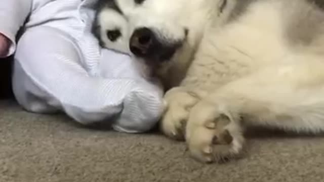 Best friends forever| Dog and baby | Best friends | God gift for friendship