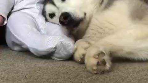 Best friends forever| Dog and baby | Best friends | God gift for friendship