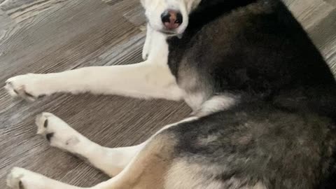 Husky talking