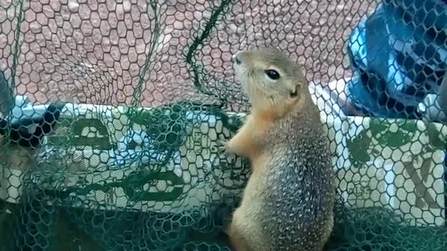 Gopher caught in the net while fishing.