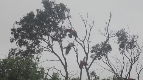 Galahs on a wire