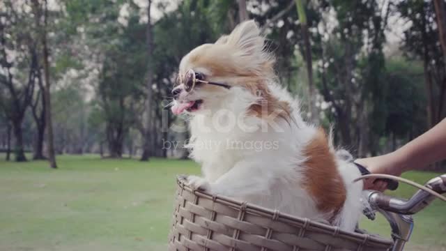 Chihuahua dog happy with sunglasses on bicycle basket stock