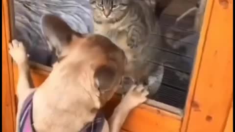 cat funny
