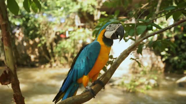 parrot The beautiful blue, the most beautiful pet bird