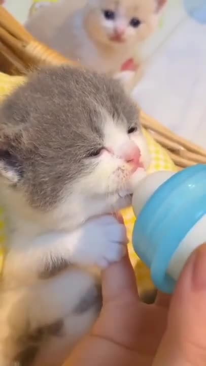 Feline The Love: Woman Circumvents Landlords ‘No Pets’ Rule By Marrying Her Cat ARK Media