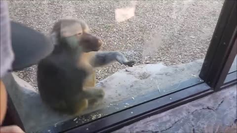 Monkeys react to magic