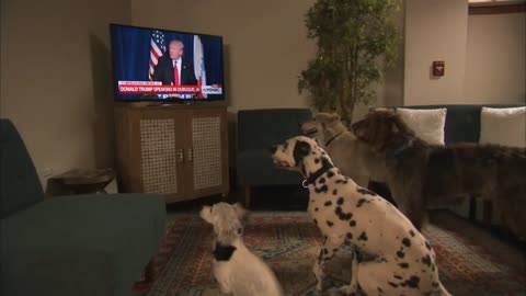 Do Dog Take Order From Donald Trump