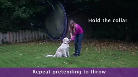 Tricks for Dog Fetching Training