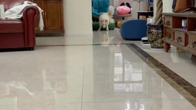 Happy puppy is a puppy