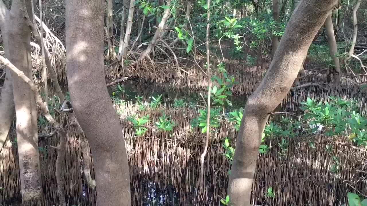 Rare River Otter Sighting in Salt Water