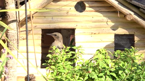 Starlings Busy in their Home