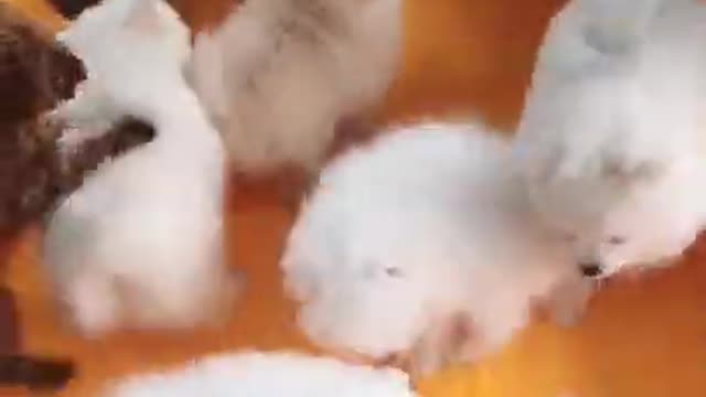 #Funniest Animals Real - Best Of The 2020 #Funny Animals Videos - Try Not To Laugh #comedy #shor