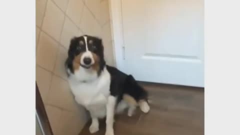 Dog funny videos🎥