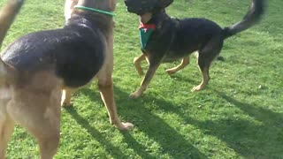 Happy Dogs Playing In The Garden