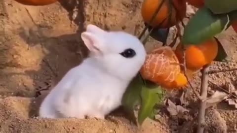 Funny Animal Video