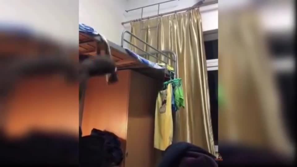 Cat trying to jump new funny video 🤣🤣