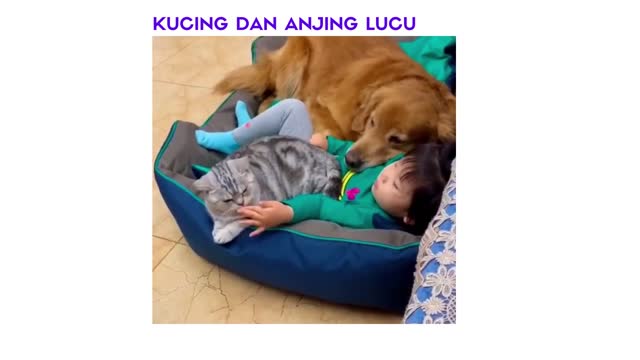 Mesranya Kucing dan Anjing